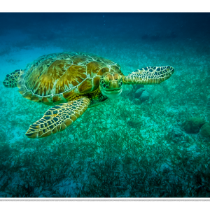 Meeting in Paradise February 2027